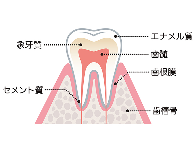 歯質